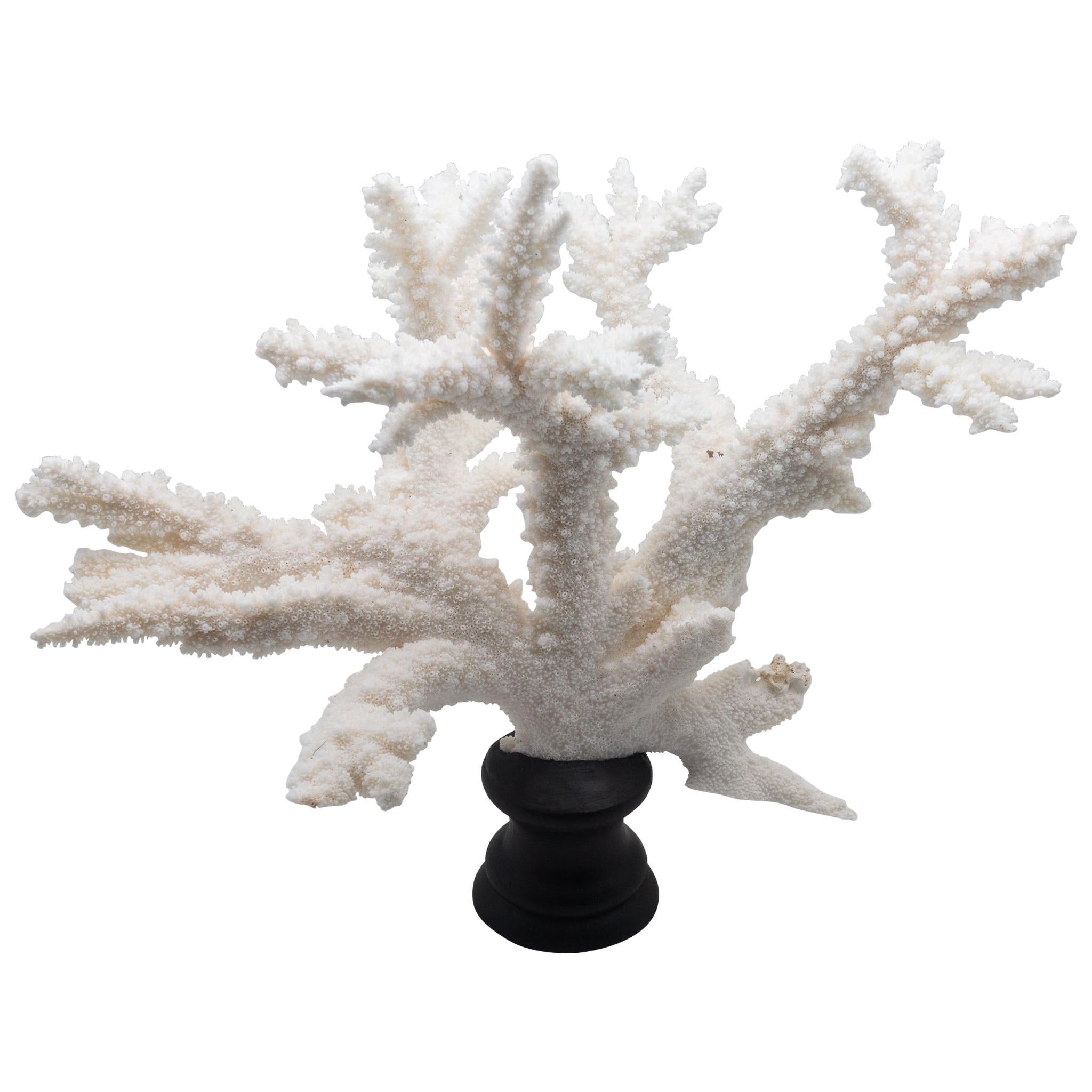Branch Coral Mounted on Custom Black Wooden Base