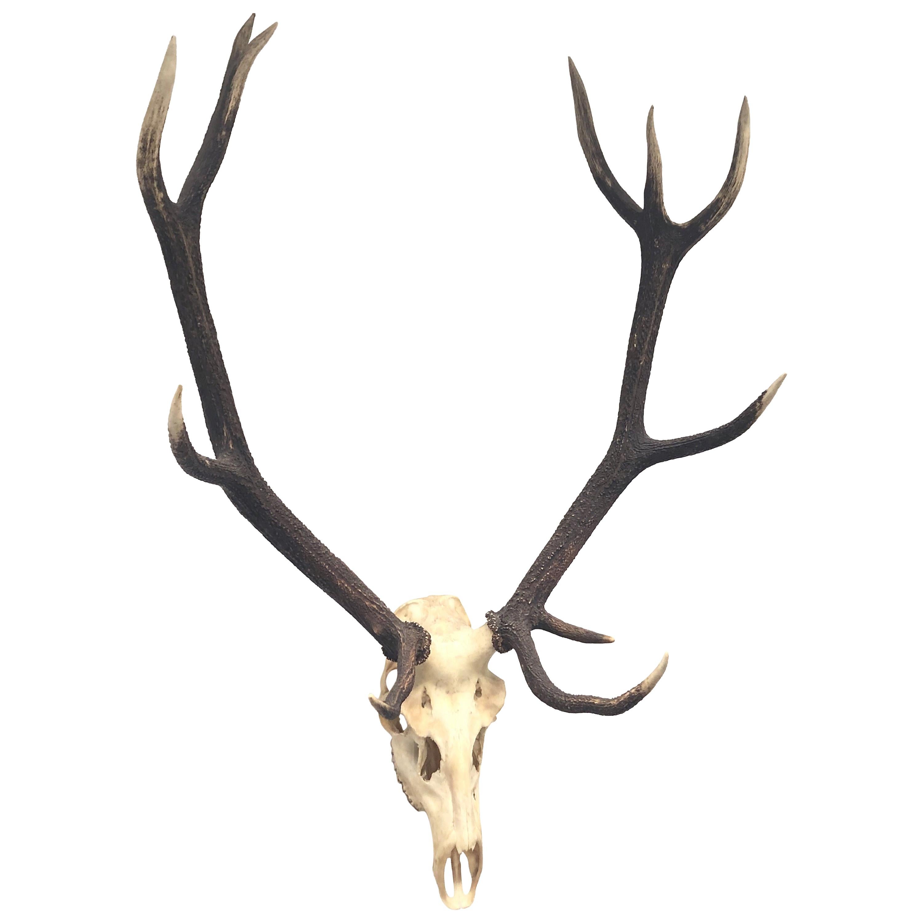 Large Uneven Eleven Ends Deer Antler Skull Hunt Trophy Vintage, German, 1960s