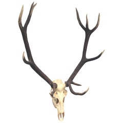 Large Uneven Eleven Ends Deer Antler Skull Hunt Trophy Vintage, German, 1960s