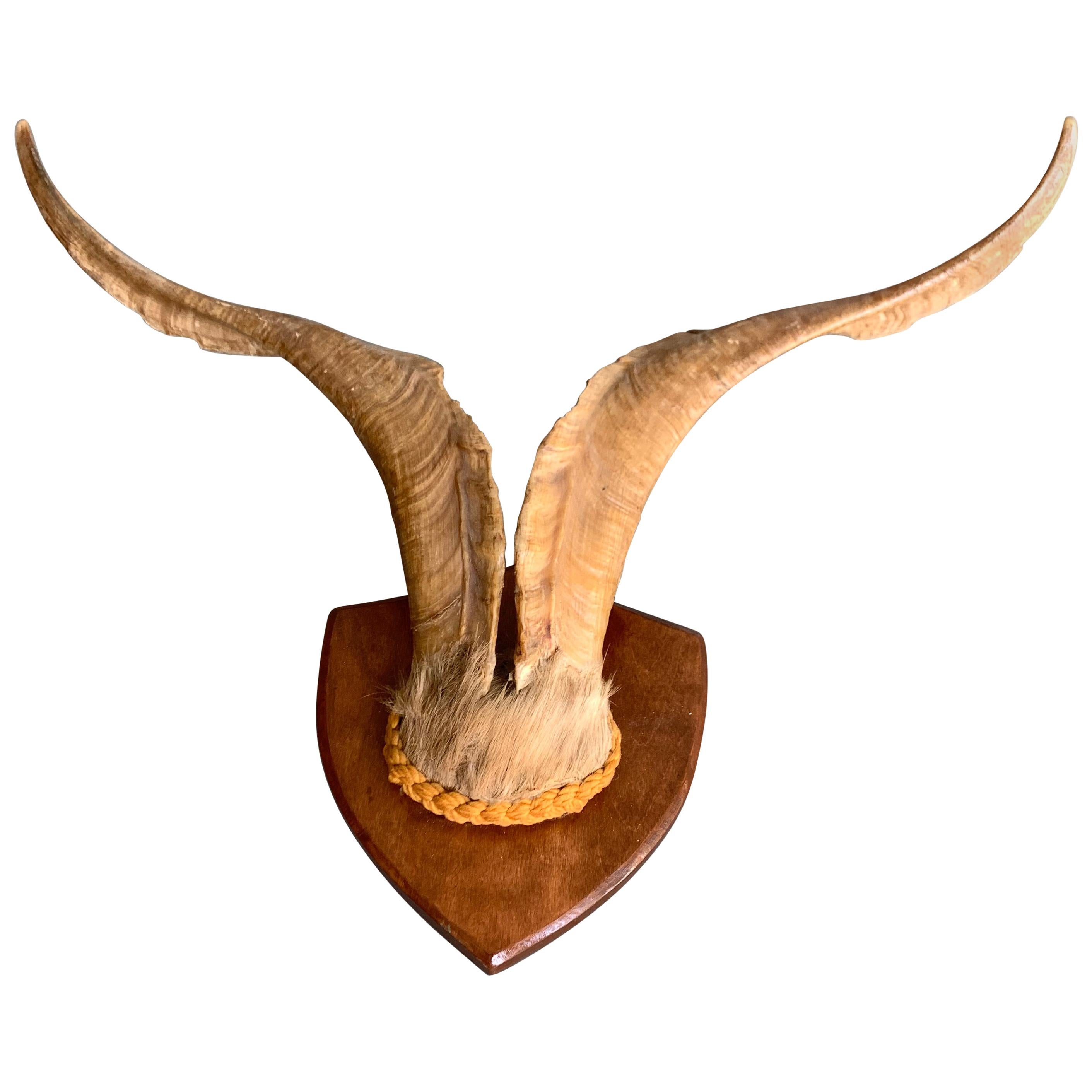 Vintage Wall-Mounted Antler Trophy on Shield Shaped Plaque