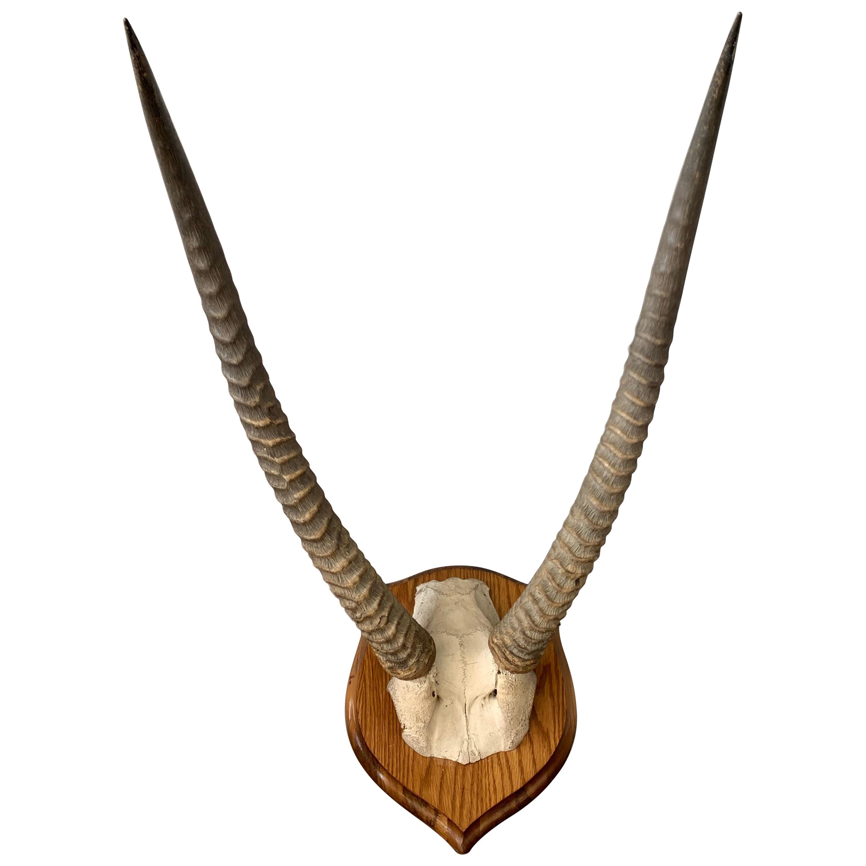 Vintage Antelope Antlers Mounted on Shield Shaped Plaque