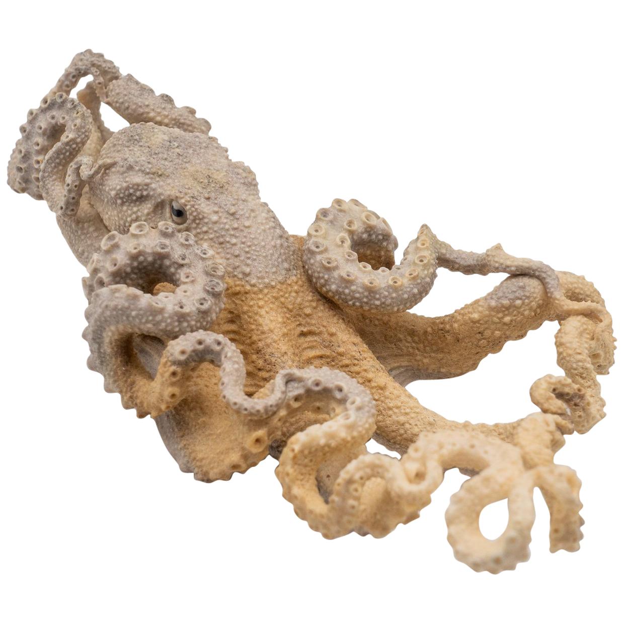 octopus for sale octopus for sale