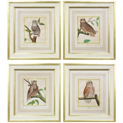 Four Hand Colored Engravings of Owls by F.N Martinet