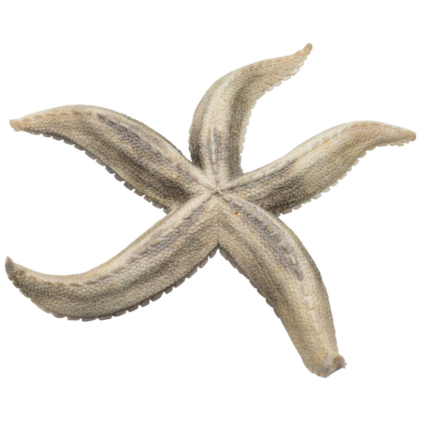 Large North American Moose Antler Carving of Starfish