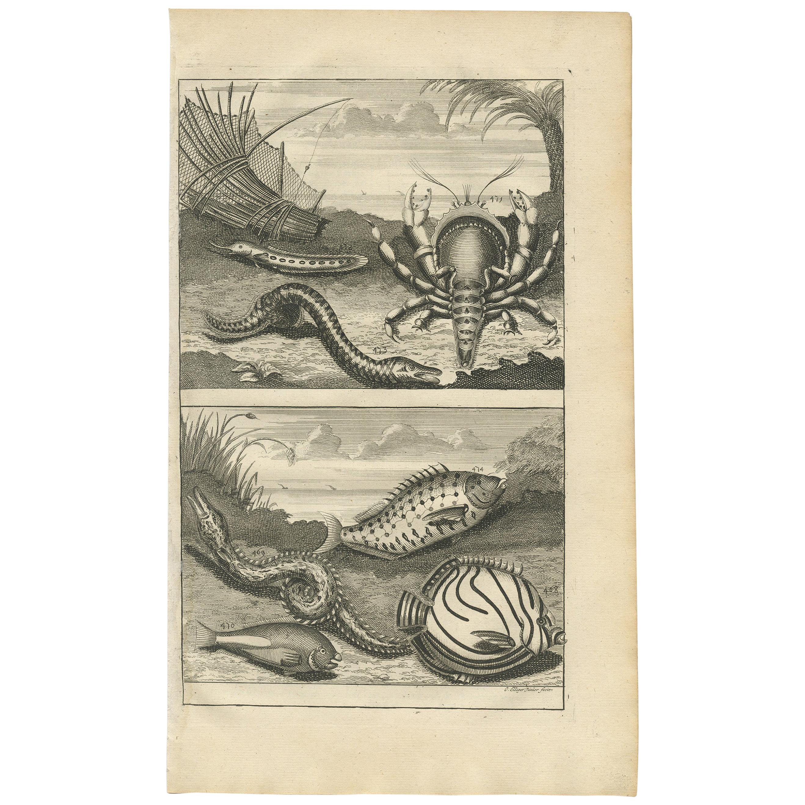 Impression ancienne de spécimens de poissons « N° 468 » par Valentijn, 1726