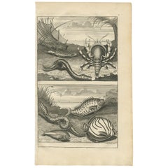 Antiker antiker Druck von Fischexemplaren „Nr. 468“ von Valentijn, 1726