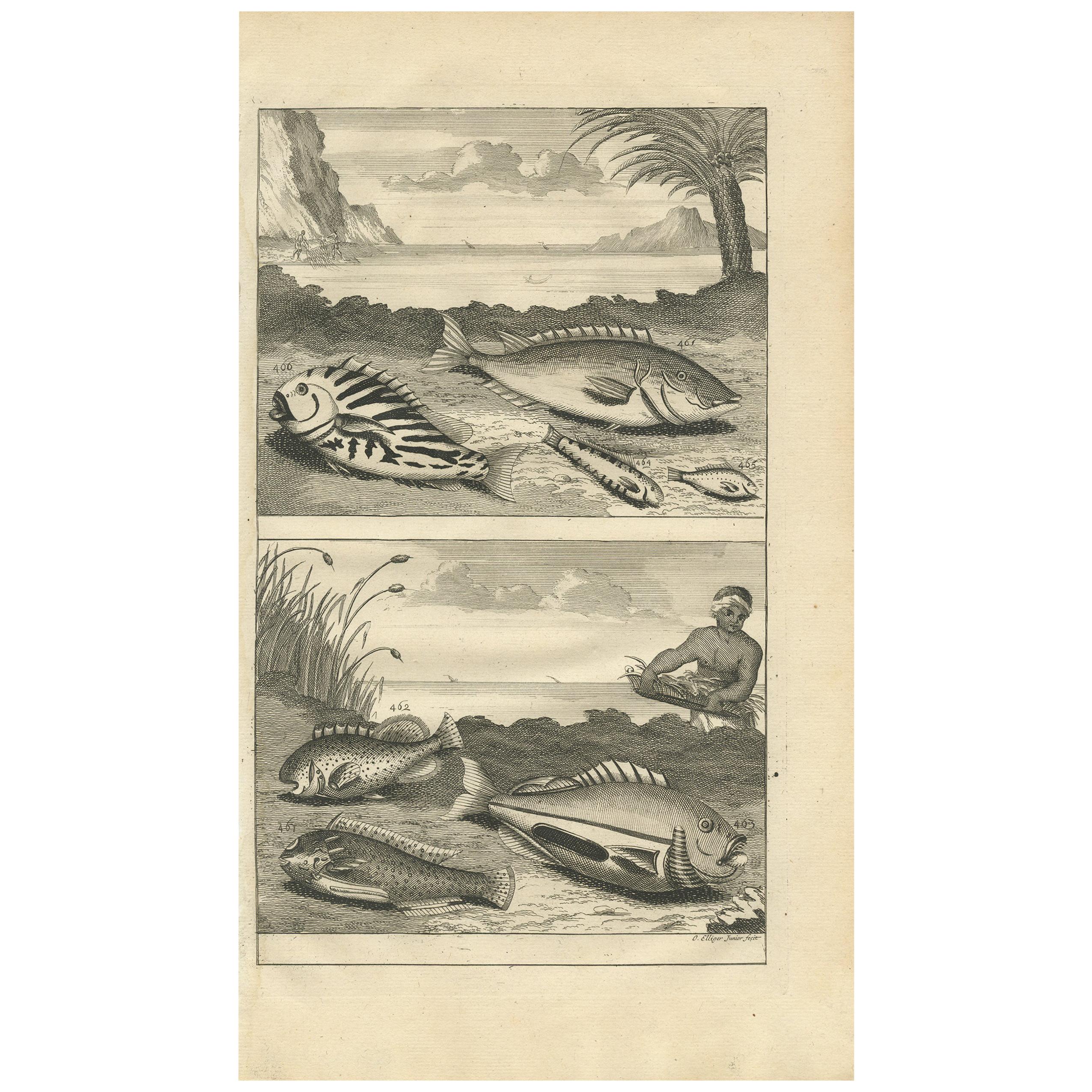 Impression ancienne de spécimens de poissons 'no. 461' par Valentijn '1726'