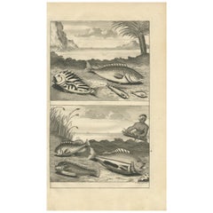 Used Print of Fish Species 'no. 461' by Valentijn '1726'