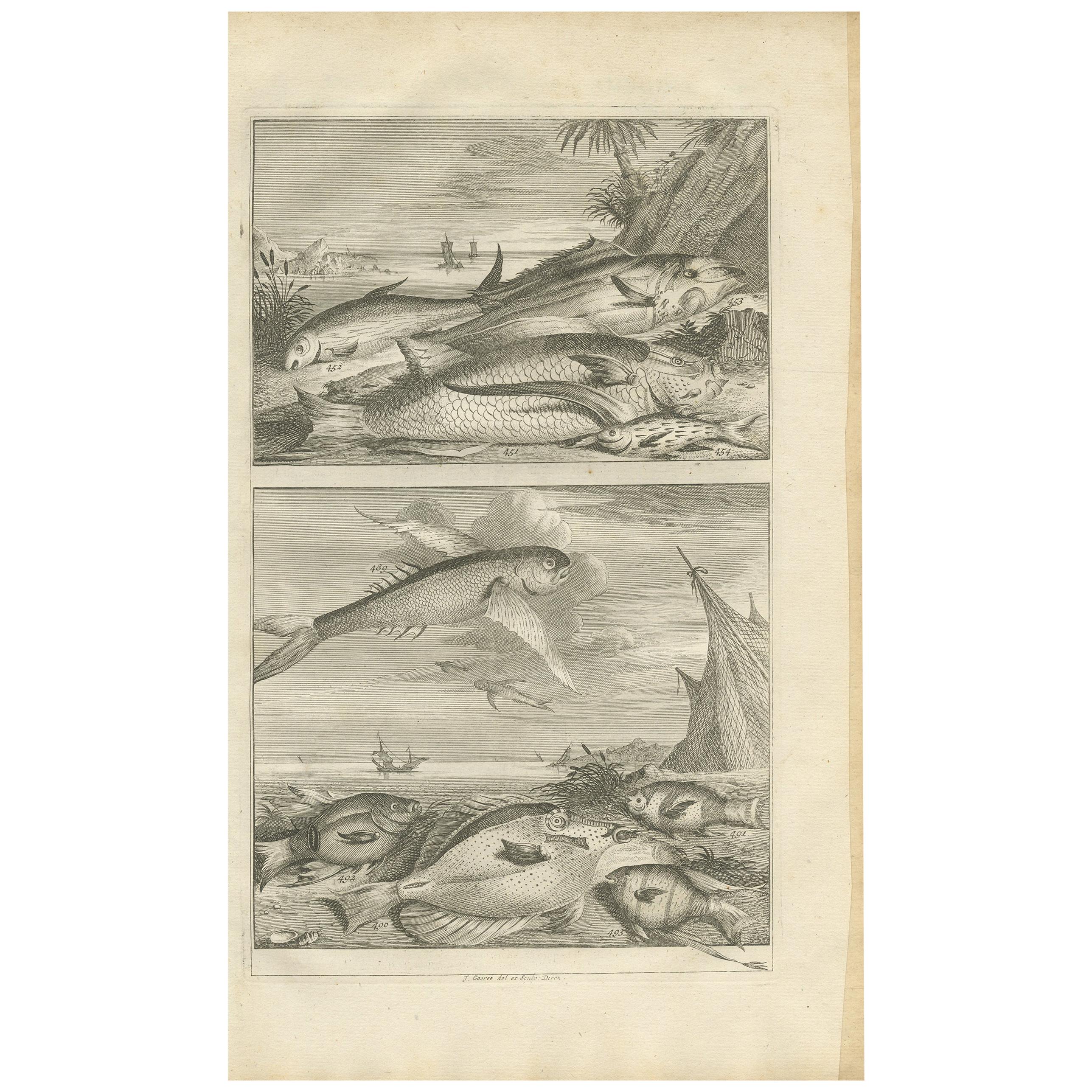 Antiker antiker Druck von Fischexemplaren „Nr. 451“ von Valentijn, 1726