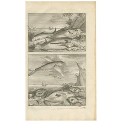 Antique Print of Fish Species 'No. 451' by Valentijn, 1726