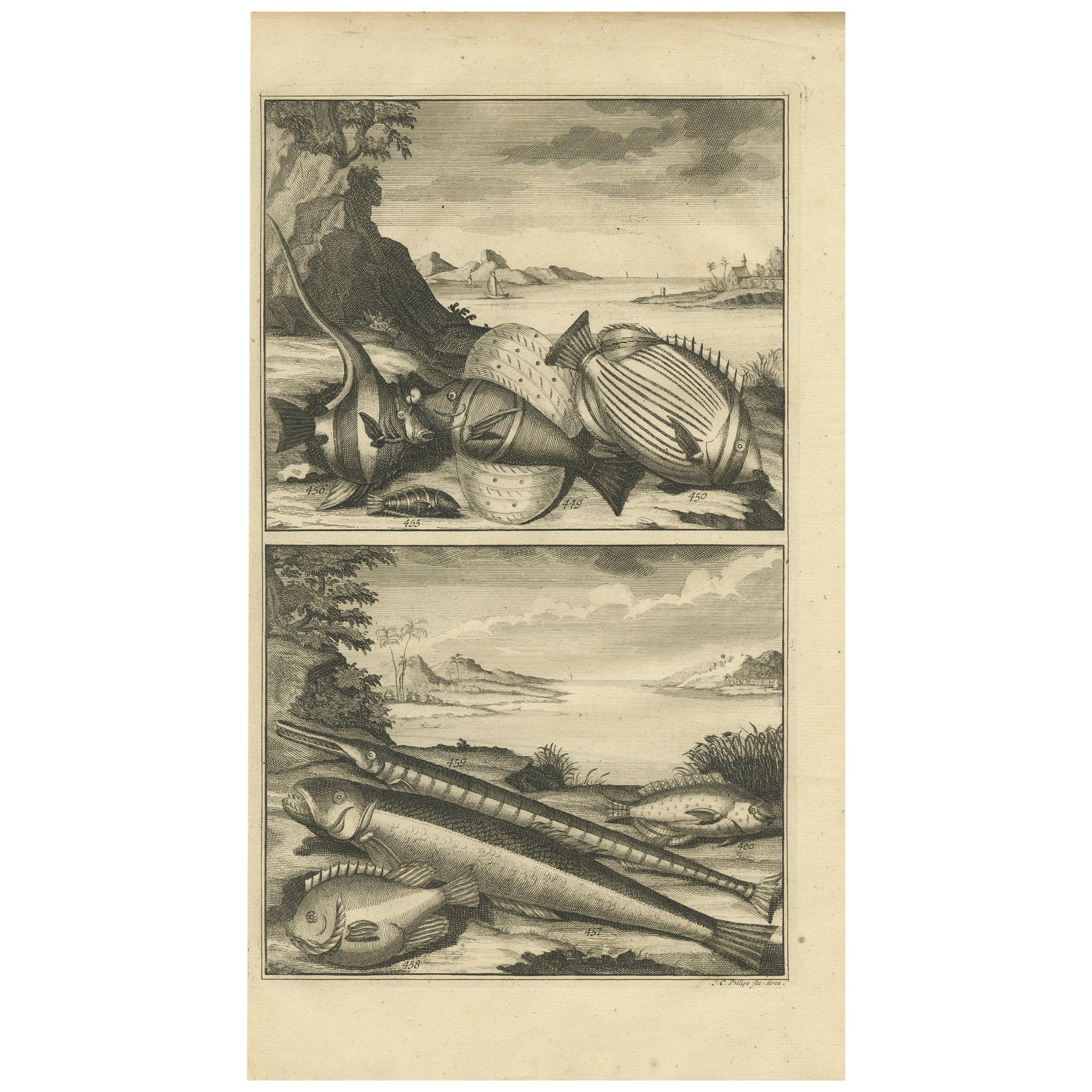 Antiker antiker Druck von Fischexemplaren „no. 449“ von Valentijn „1726“