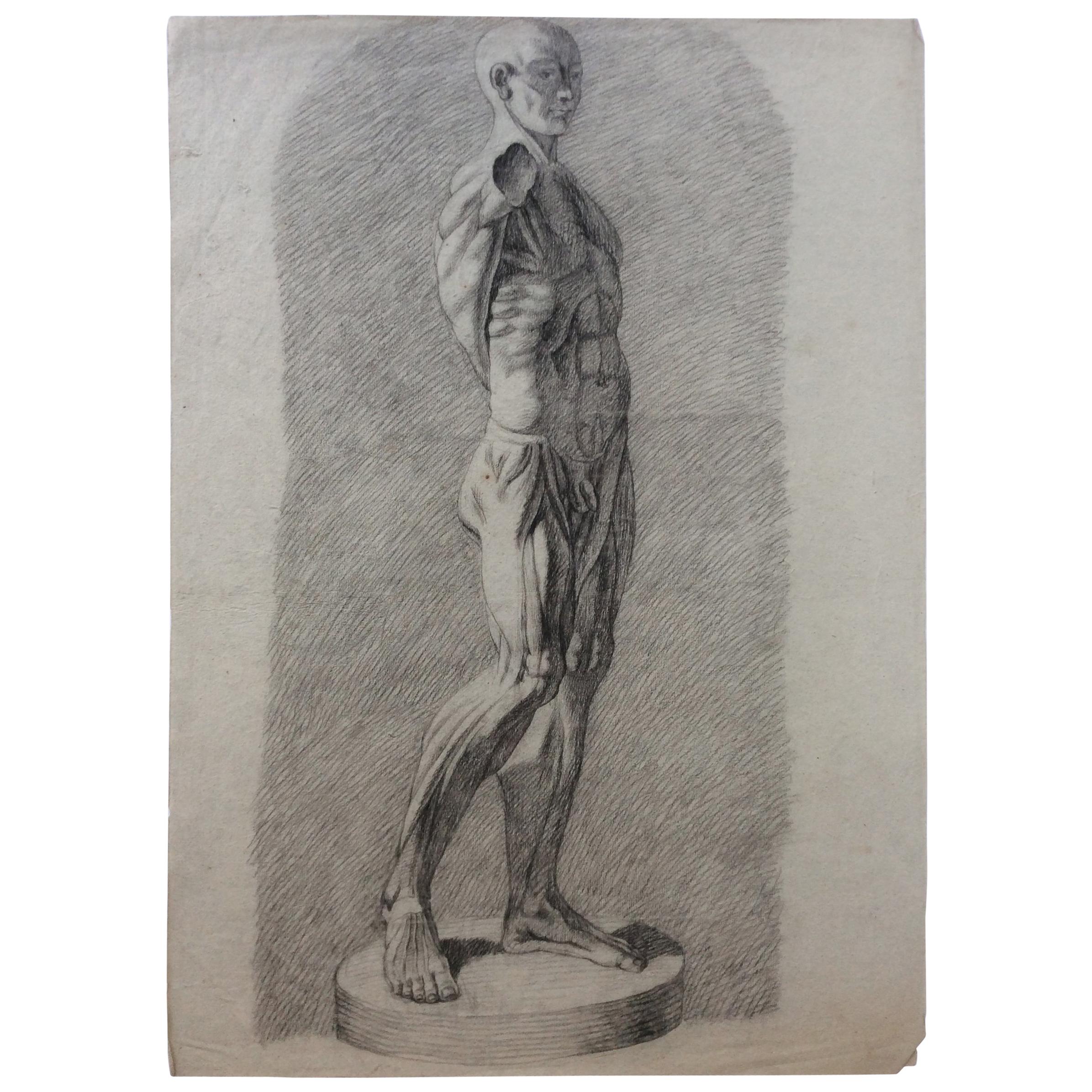 Collection of 4 Antique Anatomical Drawings Male Nudes