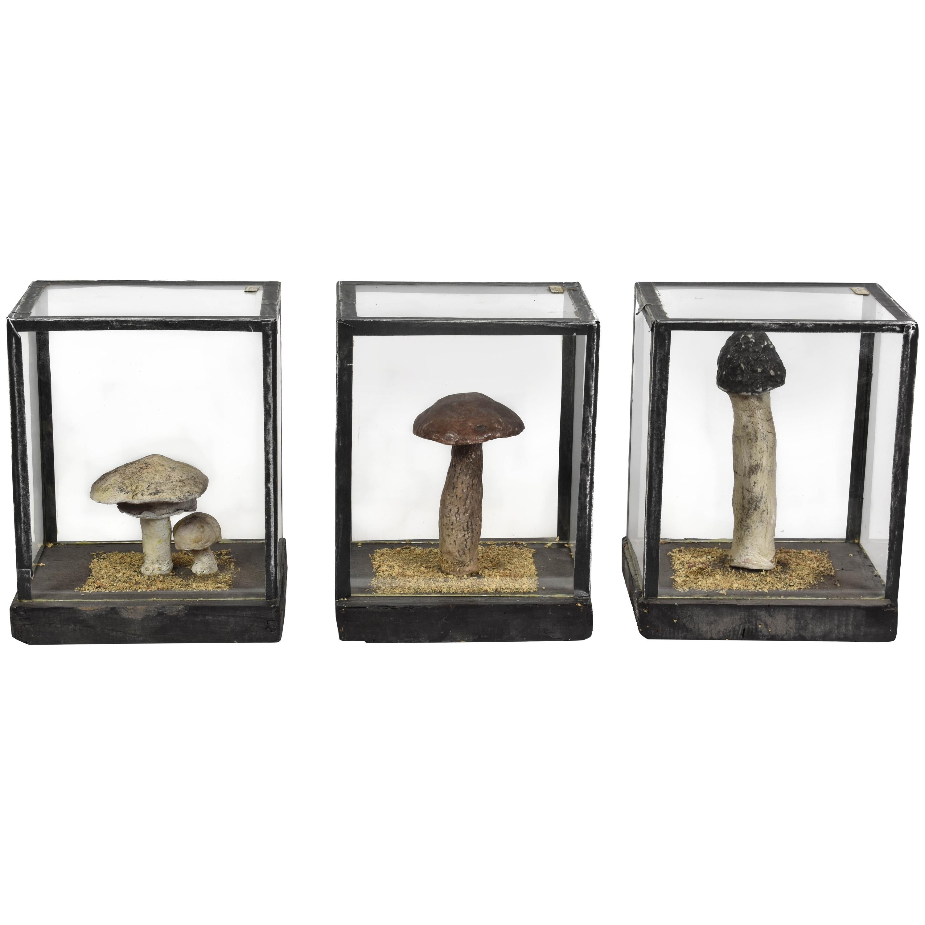 FINAL SALE Vintage Scientific Plaster Mushroom Models in Plexiglass Case For Sale