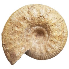Ancient Ammonite Fossil circa 65 Million Years Old