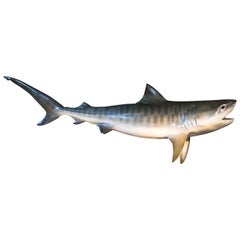 Taxidermy Tiger Shark