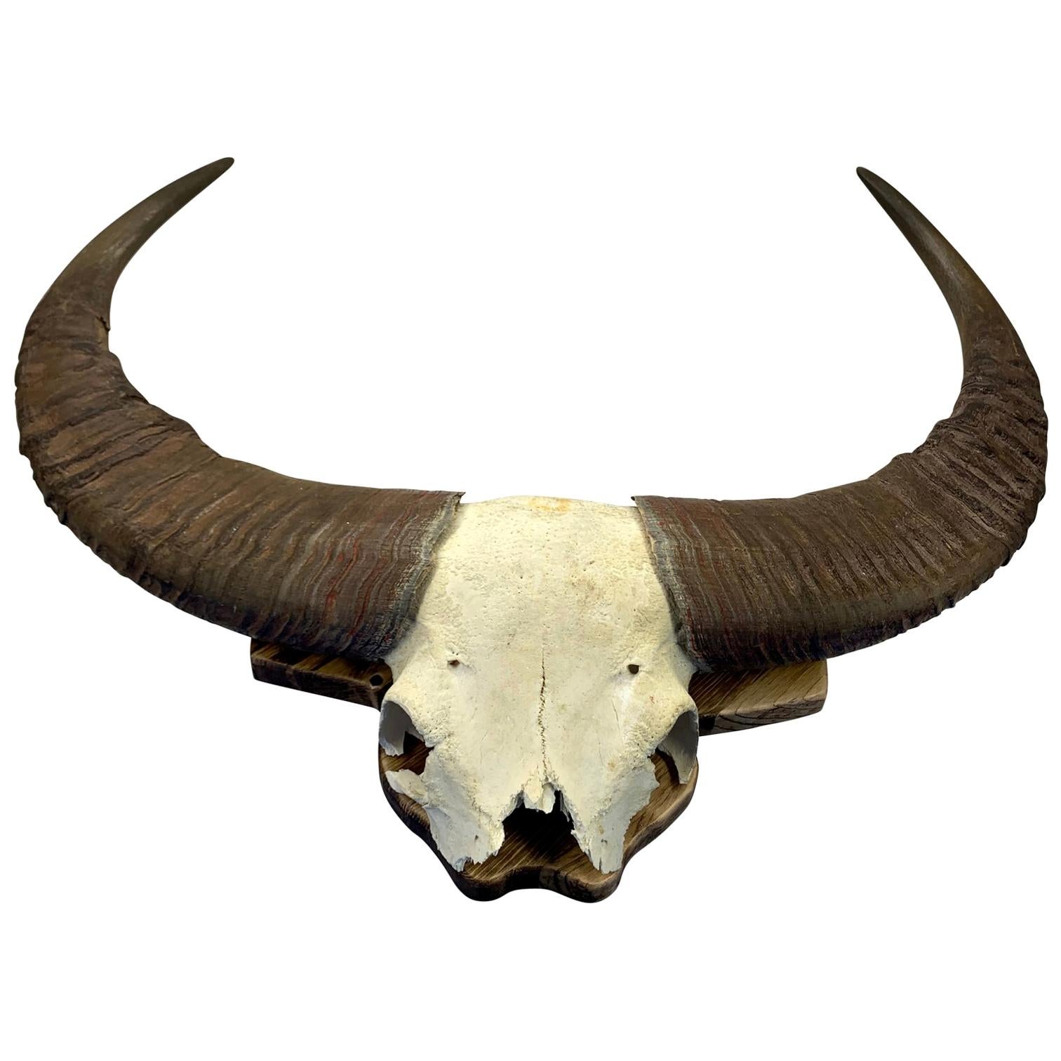 Large antler of water buffalo on custom made maple-wood plaque.

 