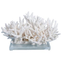 Staghorn Coral Centerpiece on Lucite