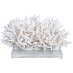 Natural White Coral Sculpture on Lucite
