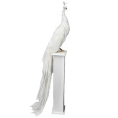 21st Century Taxidermy White Peacock Mounted on Pedestal