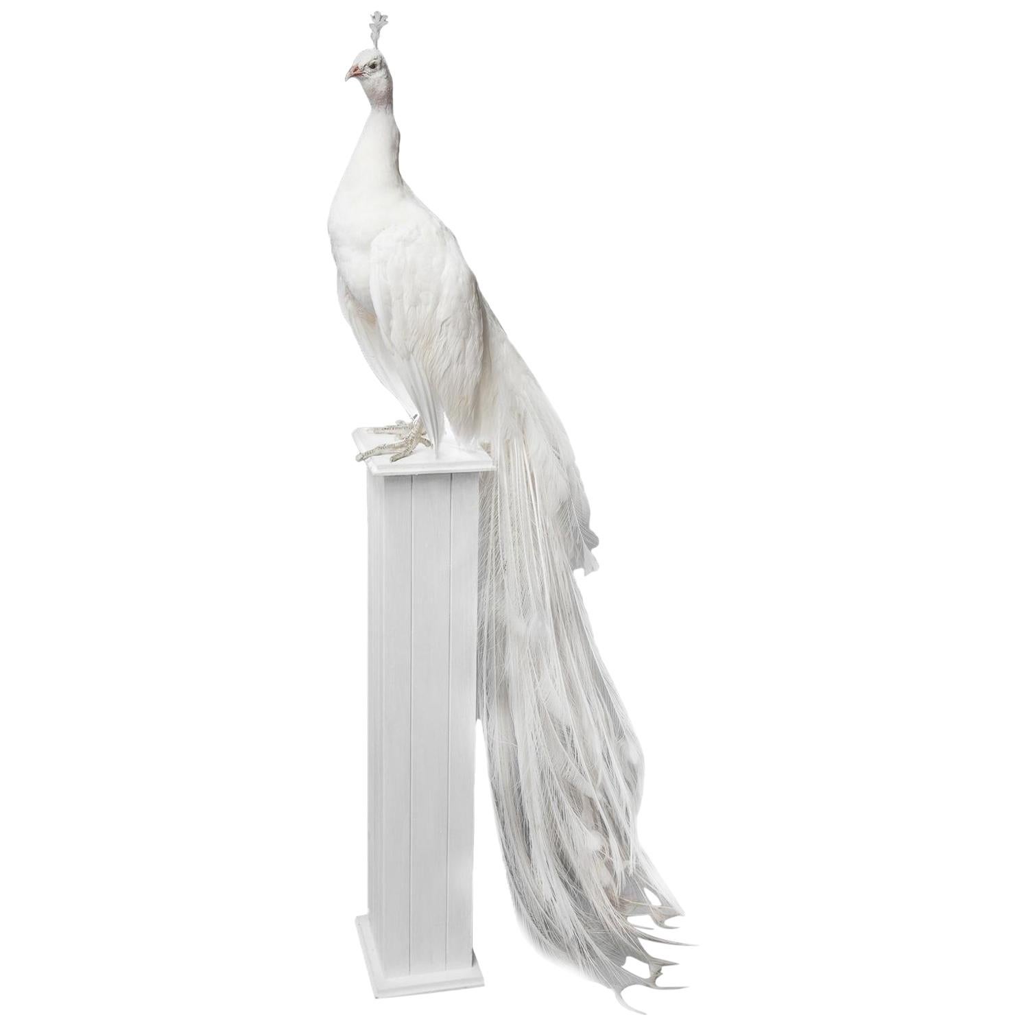 21st Century Taxidermy White Peacock Mounted Upon Pedestal