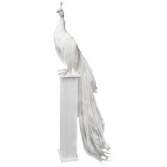 21st Century Taxidermy White Peacock Mounted Upon Pedestal