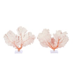 Pair of Orange Sea Fan Specimens on Lucite, Priced Individualy