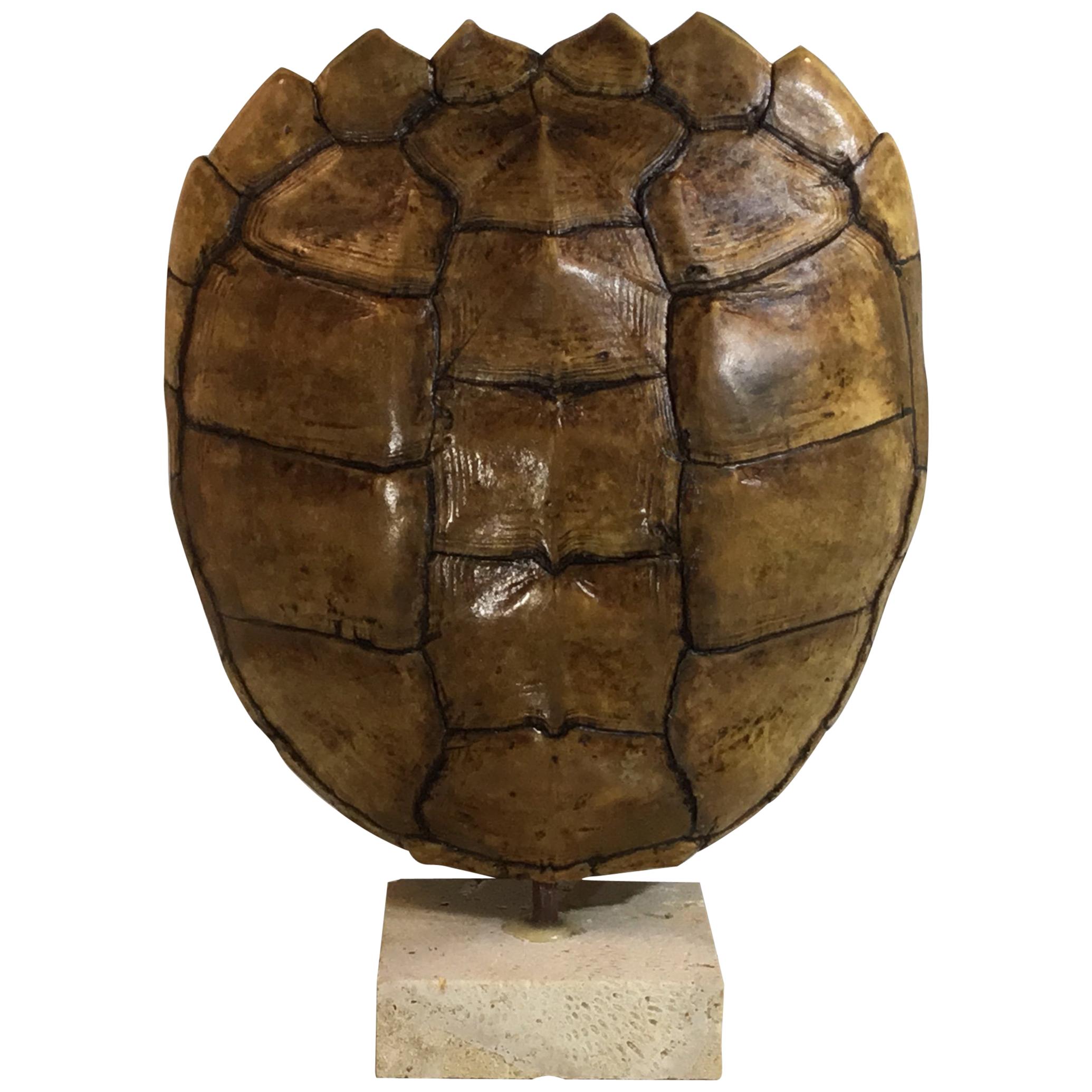 Genuine American Frash Water Snapping Turtle Shell