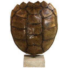 Genuine American Frash Water Snapping Turtle Shell