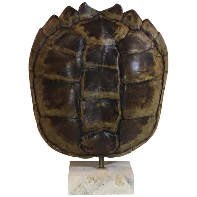 Genuine American Fresh Water Snapping Turtle Shell at 1stDibs