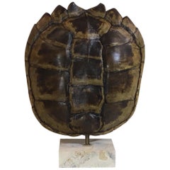 Genuine American Fresh Water Snapping Turtle Shell