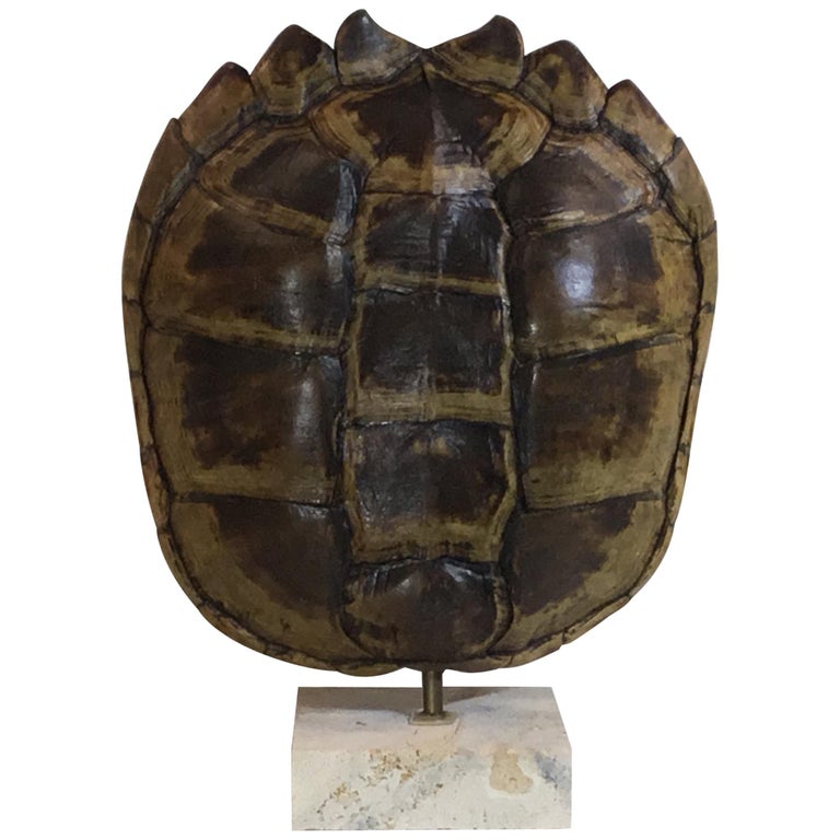 Genuine American Fresh Water Snapping Turtle Shell at 1stDibs