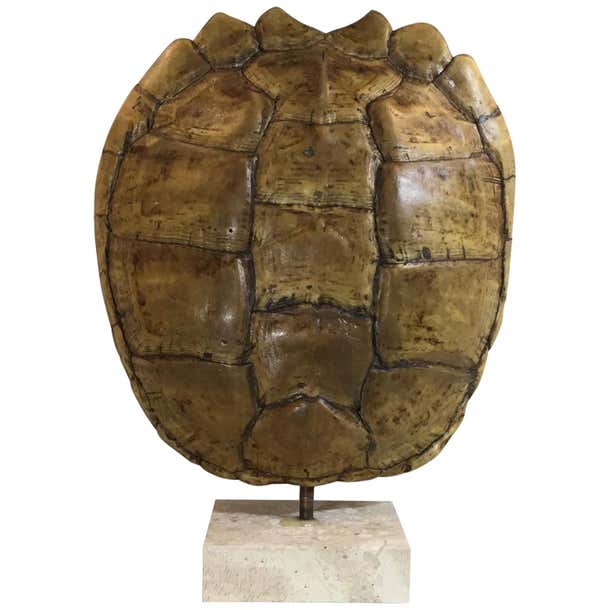 Genuine American Fresh Water Snapping Turtle Shell at 1stDibs