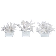 Three Staghorn Coral Specimens on Lucite