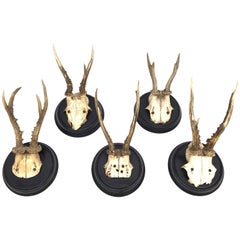 Five Antique Black Forest Deer Antler Trophies, German, 1900s