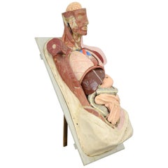 Antique 19th Century Anatomical Model by Dr Auzoux