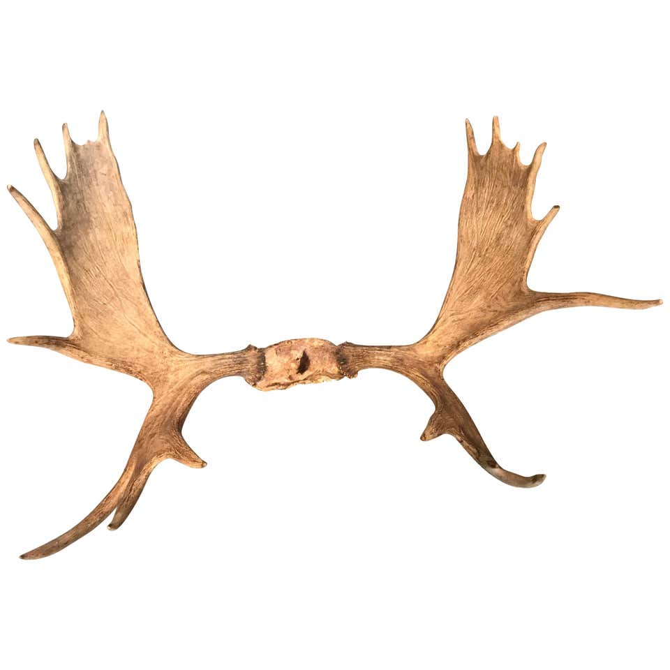 Moose Antlers at 1stDibs | moose antlers for sale uk, moose antlers price