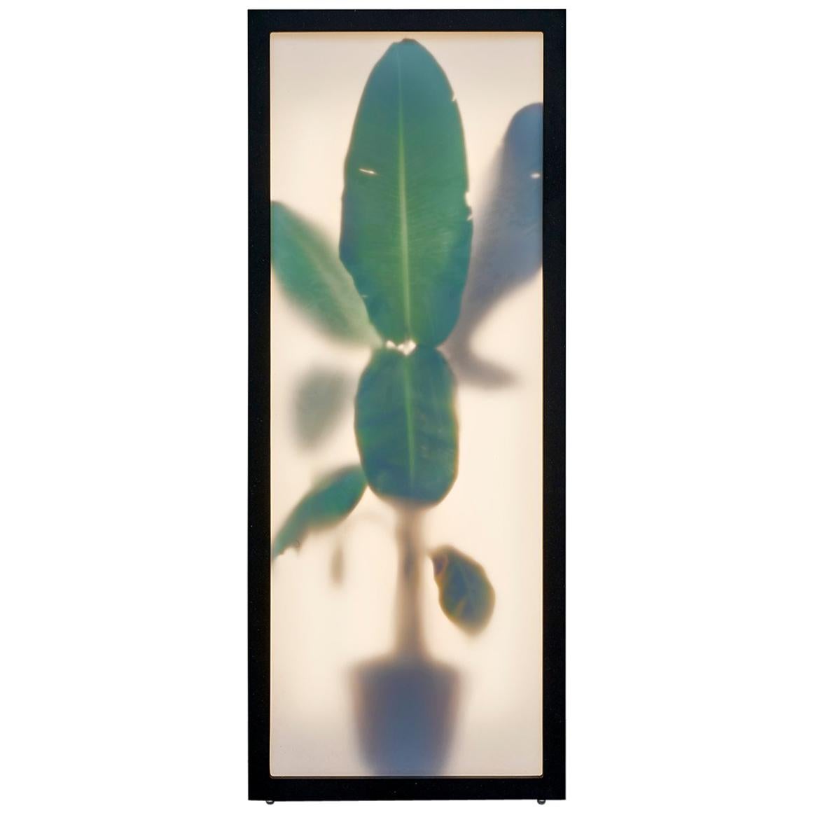 REM Atelier, Growing Plants Indoors, Light Box with Photographic Collage, 2018 For Sale