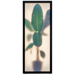 REM Atelier, Growing Plants Indoors, Light Box with Photographic Collage, 2018