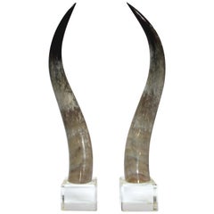 Overscale Longhorn Steer Horns Mounted on Lucite Bases