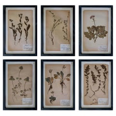 Set of Swedish Herbariums