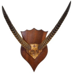 Vintage Impala Horn and Partial Skull Mount, Africa, First Half of the 20th Century