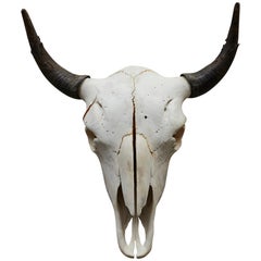 Large Authentic Bull or Steer Skull from New Mexico