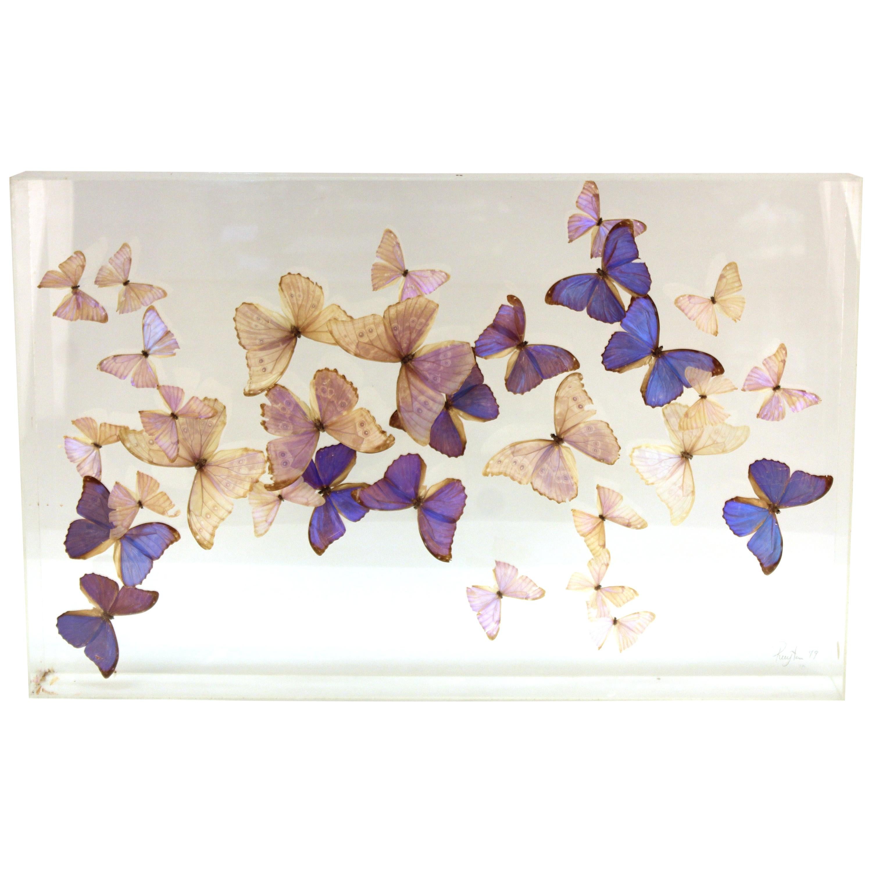 Mid-Century Modern Butterflies Mounted in Lucite Case