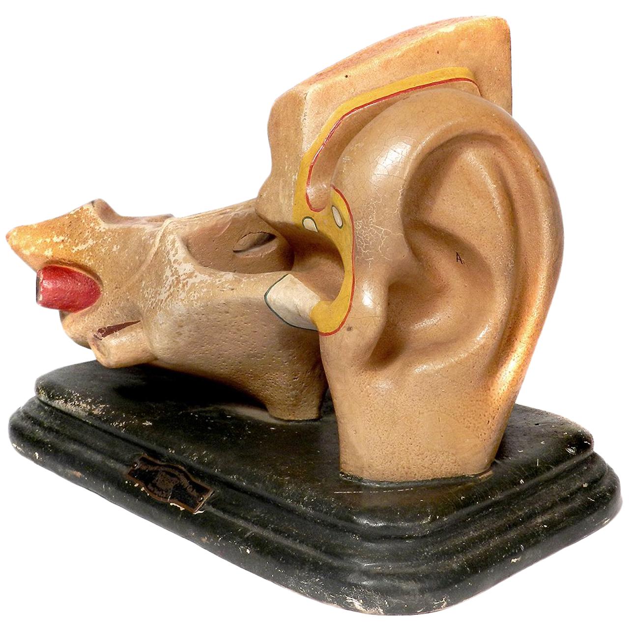 Early Anatomical Model of the Ear
