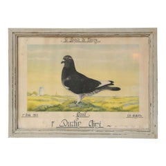 Authentic, Carrier Pigeon Racing Diploma