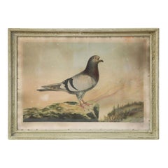 Belgian Colored Framed Pigeon Diploma Lithograph