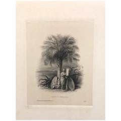 Proof of an American Bank Note: Arms S. Carolina, No 153, circa 1870