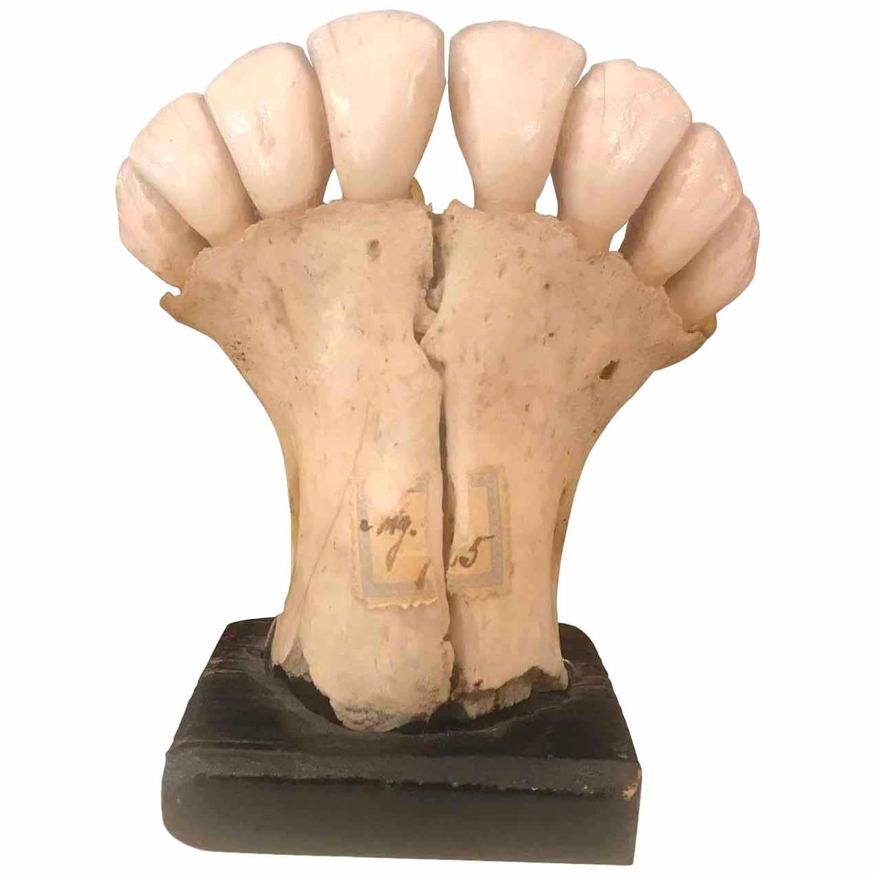 20th Century Anatomic Donkey Teeth Model Italian Wunderkammer Curiosity