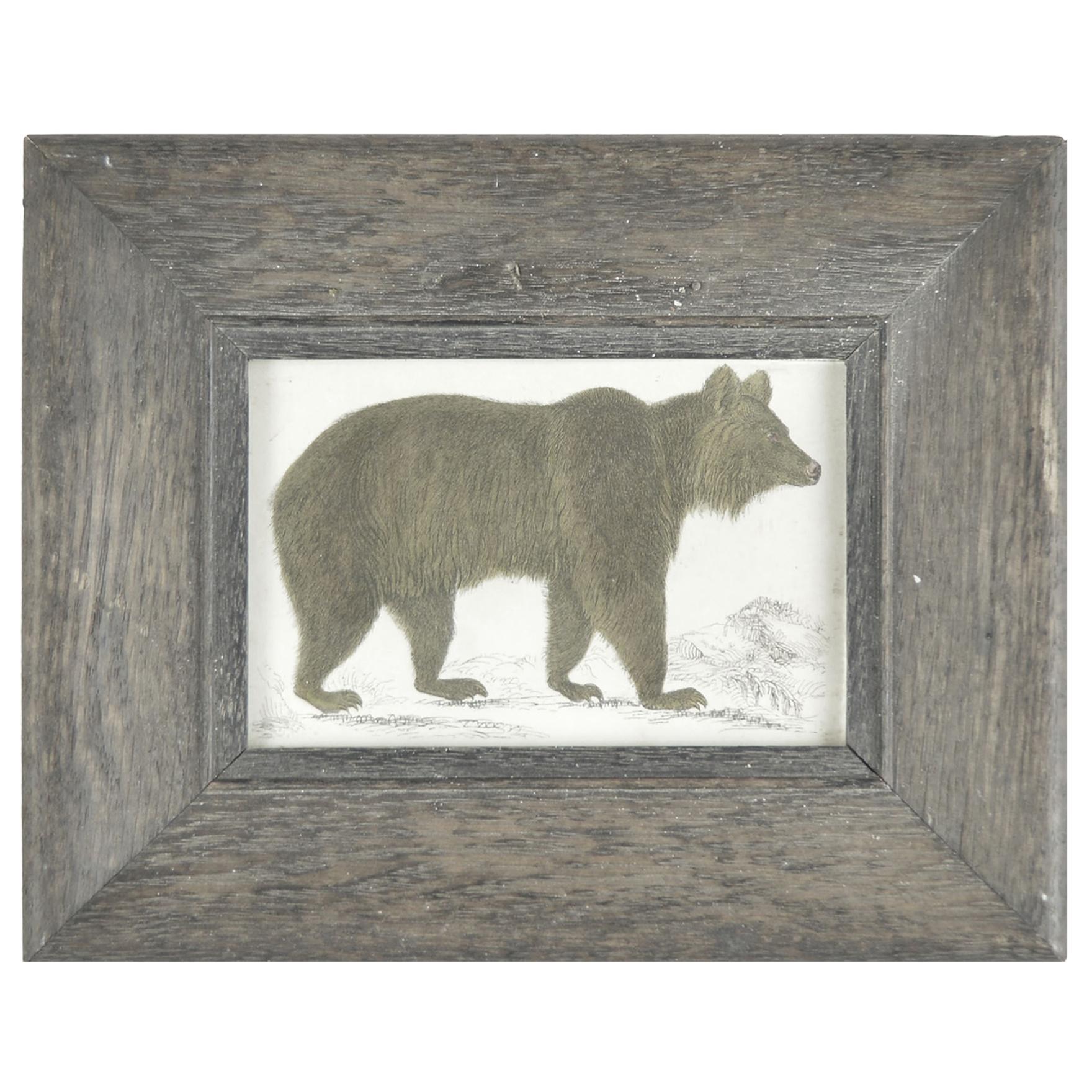 Original Antique Print of a Brown Bear, 1847