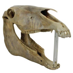 Large Antique Horses Skull